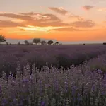 Konukevi Bulgarka - булгарка